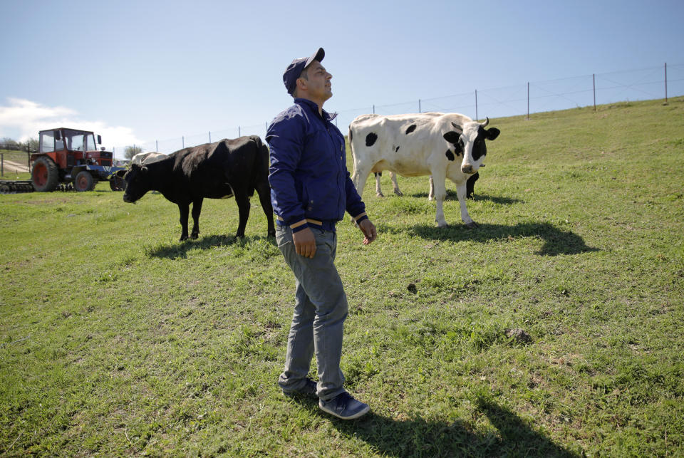 In this picture taken Tuesday, May 21, 2019, Radu Canepa, a local farmer walks next to his cows in Luncavita, Romania. After working for six years in Italy, Canepa, 34, came back to Romania and started a small farm with 30,000 euros ($33,420) in EU funding, buying some land and five cows. (AP Photo/Vadim Ghirda)