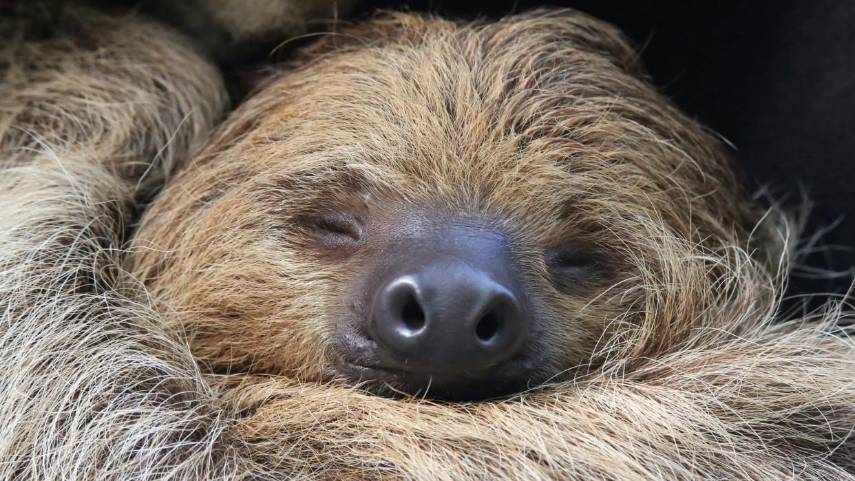 Sloths may be in danger by the end of the century