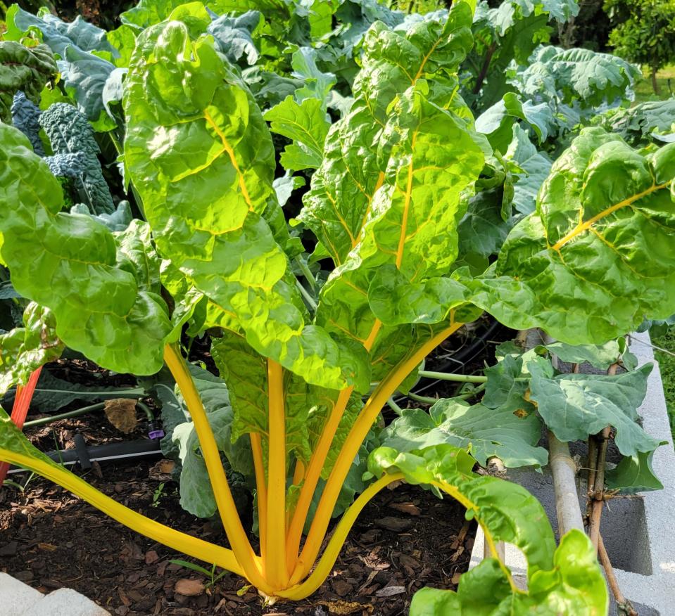 Swiss chard, pictured, is just one of many delicious and easy-to-grow veggies produced in the Sunshine State.
