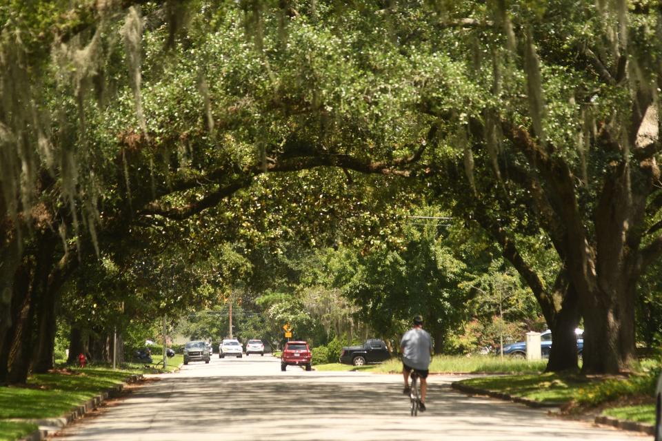 Wilmington's Forest Hills neighborhood is full of single-family homes along streets that are shaded by mature hardwood trees. The trees and low density allows it to cool faster than other city neighborhoods that have more impervious surfaces, higher densities and fewer trees.