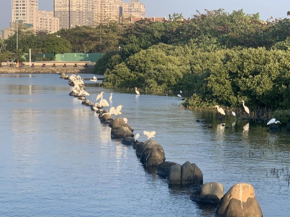 安平漁港南側鄰林默娘公園一側，因整排石頭阻擋，每至退潮時，魚兒無法返回港內，因此常鳥類覓食。（記者陳銀全攝）