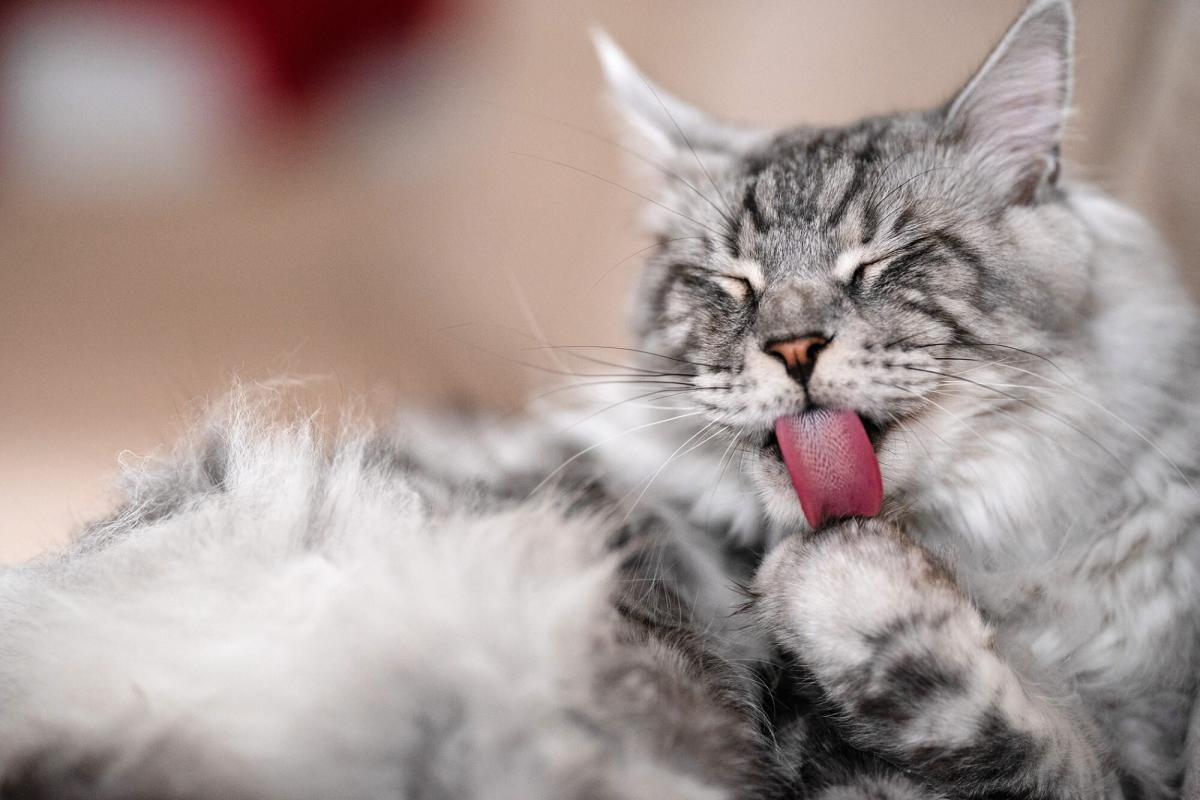 Does Your Cat Have Miliary Dermatitis? What You Need to Know About This ...