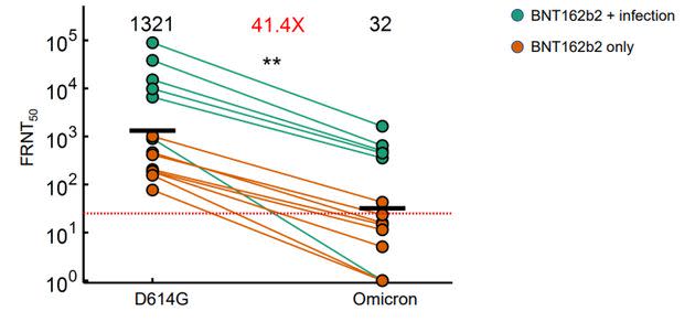 La neutralisation du coronavirus provoquée par les vaccins diminue avec le variant Omicron, selon cette étude préliminaire (Photo: Sigal et al.)