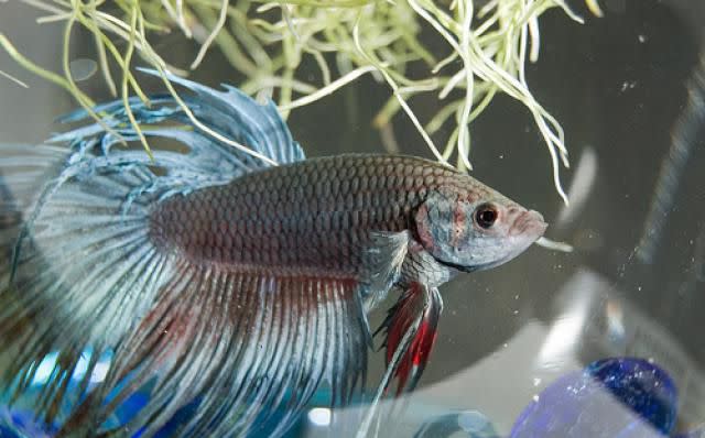 Photo © CCAC North Library Betta fish are colorful but low maintenance pet options.