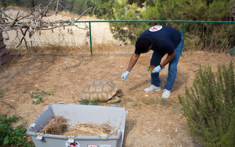 Khalil tends to a giant tortoise rescued from Khan Yunis zoo in Gaza - Credit: Fergus Thomas