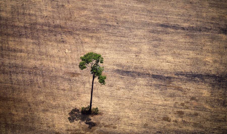 Oops. Planting Certain Trees Is Actually Kinda Bad for the Environment