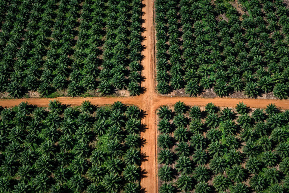 大規模單一樹種的人工林，無法長遠幫助修復自然生態與生物多樣性，若作為經濟作物用途，在採收或砍伐後，樹木儲存的二氧化碳又會回到大氣中。