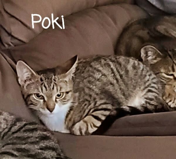 Funny Pet Rescue - Poki Kids