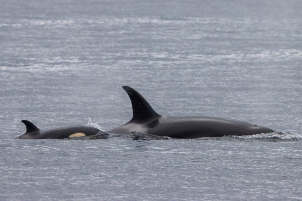 New Bigg’s killer whale calf with T046B, known as Raksha.