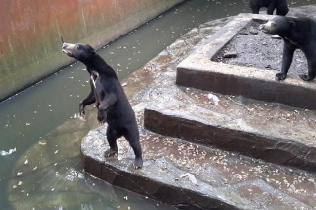 Shocking footage shows starving bears at Indonesian zoo