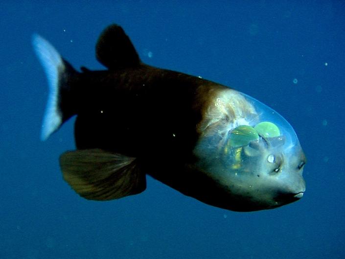A barreleye fish.