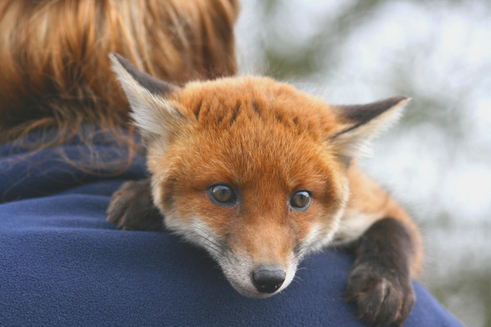 ¿Un zorro como mascota? Foto: All images taken by Keven Law of London, England / Getty Images