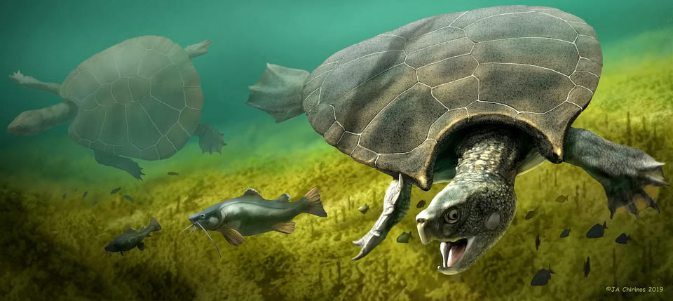 A graphic reconstruction of the giant turtle Stupendemys geographicus (Picture: SWNS)