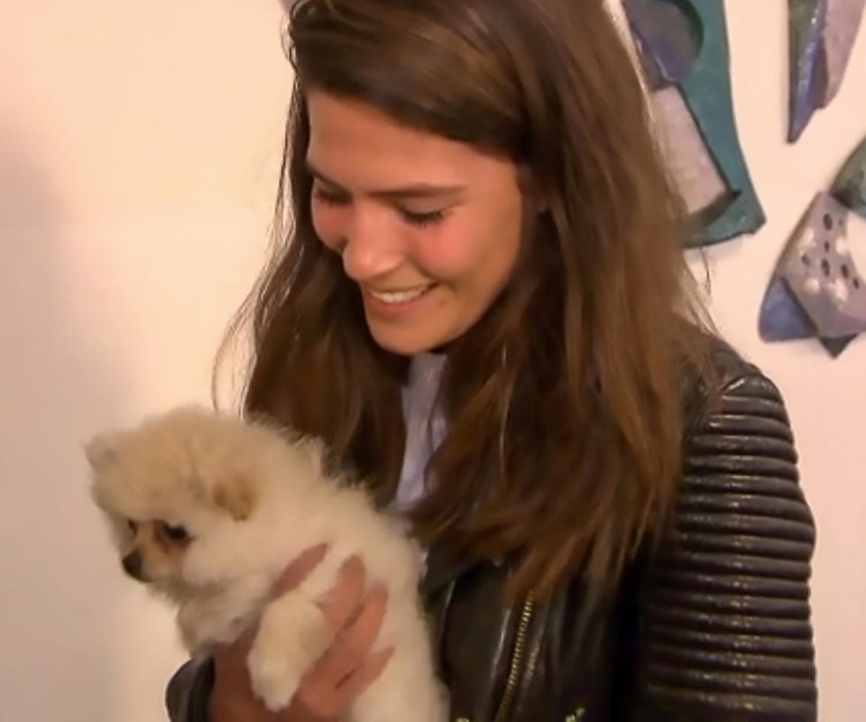 Students will have the opportunity to visit the 'puppy room' during exam week at the end of October, where they can cuddle with pooches for 15 minutes at the University of Amsterdam. Source: <span>CEN/Austarlscope</span>