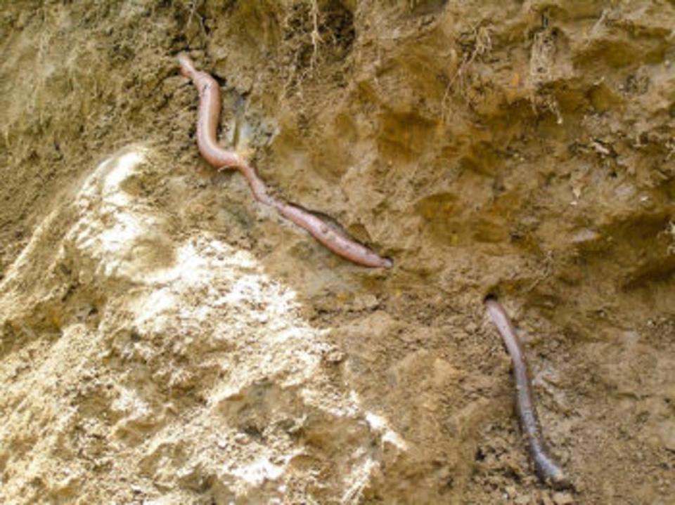 <span class="caption">The giant Gippsland earthworm. Beverley Van Praagh.</span>