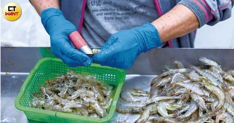 新鮮的台灣蝦，體色透明帶點綠色，殼肉較易分離。（圖／宋岱融攝）