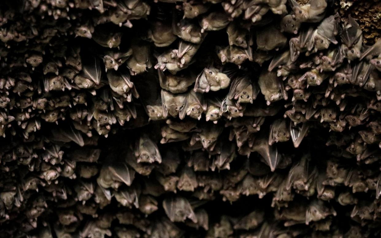 It is illegal to stop bats - which are a protected species - from reaching their roost, leaving many churches unable to patch up holes in their walls and doors which bats use for access.  - REUTERS