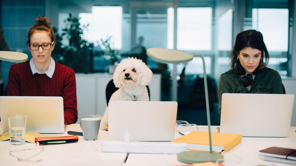 two women on laptops in office with dog