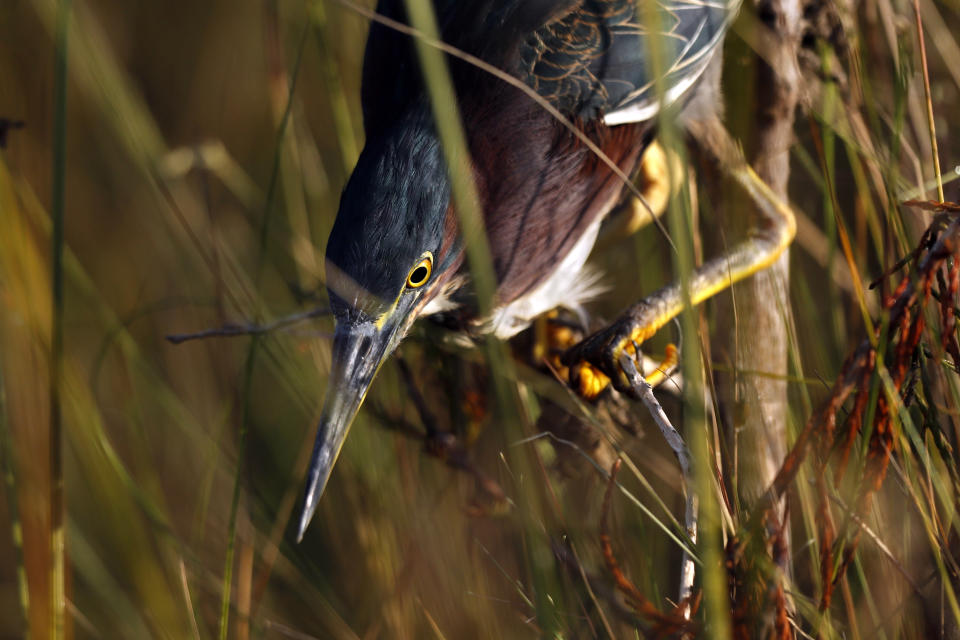 In this Friday, Oct. 18, 2019 photo, a green heron hunts for small fish in Everglades National Park, near Flamingo, Fla. (AP Photo/Robert F. Bukaty)