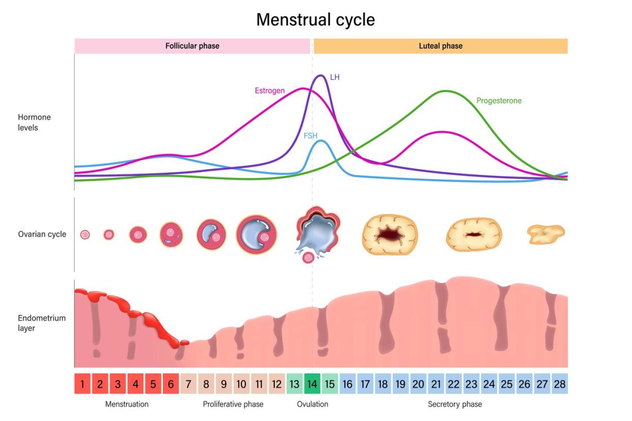 Heres What Really Happens During Your Menstrual Cycle 