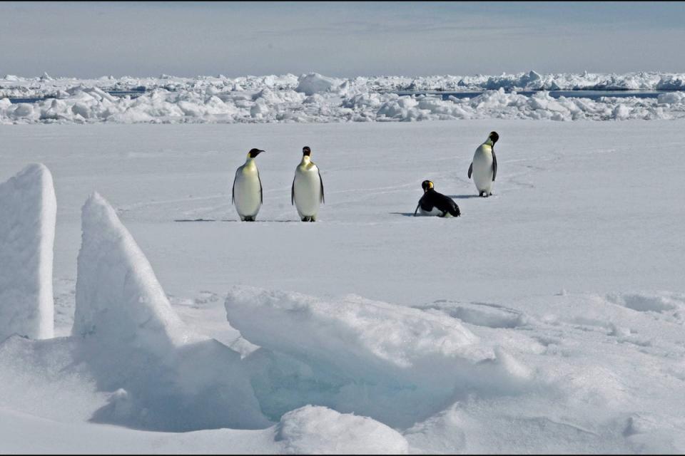 Adult emperor penguins on the ice (P Bucktrout / BAS / PA)