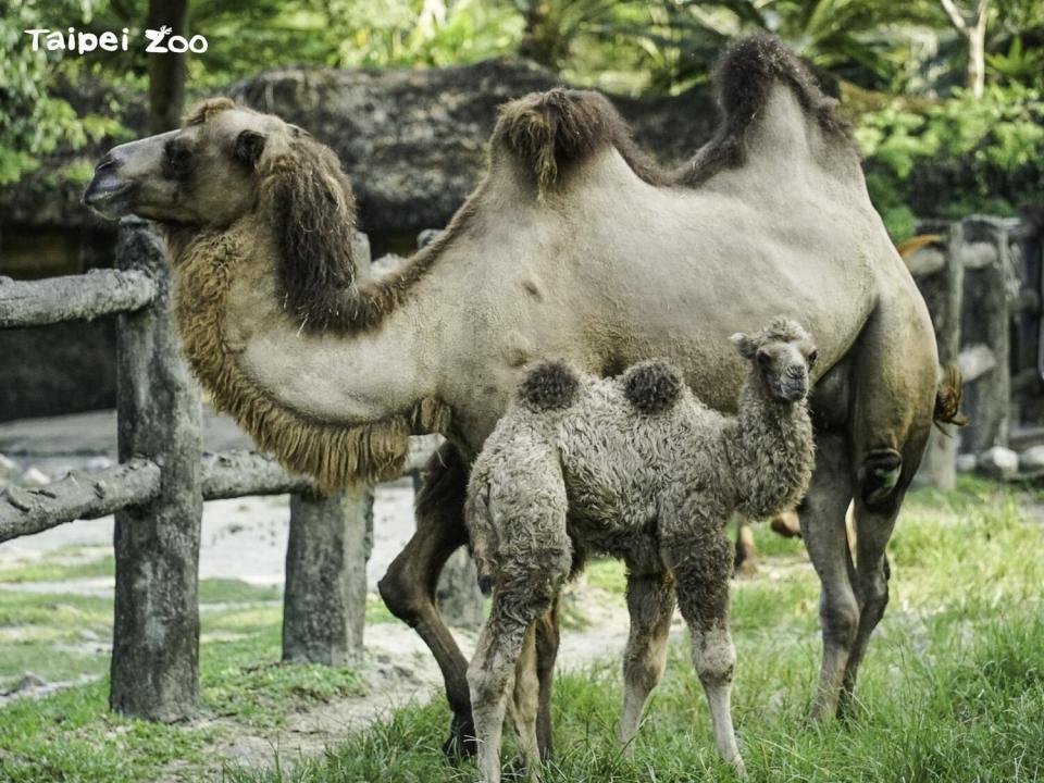 雙峰駱駝的育幼期大約會持續兩年左右。   圖：翻攝自台北市立動物園官網