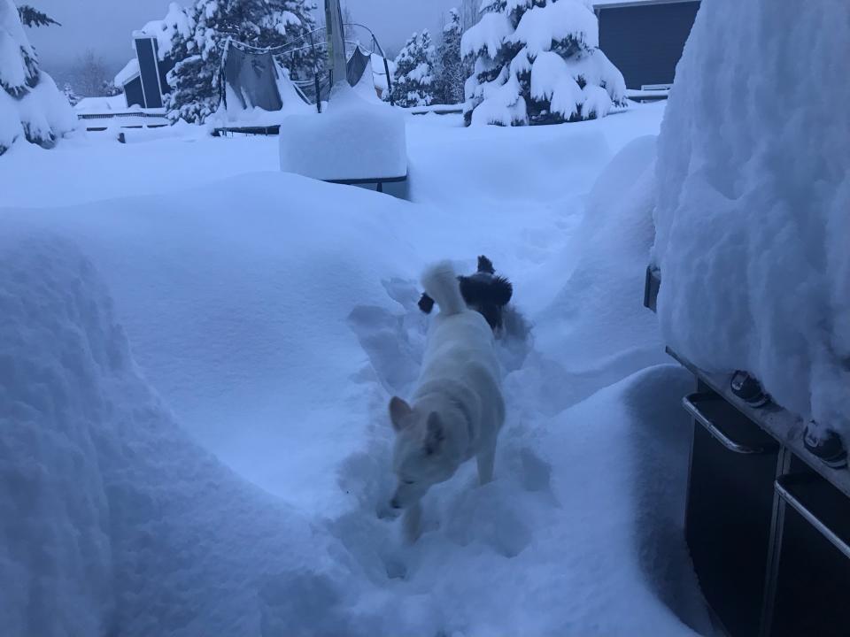 Snow accumulation in Woodland Park.