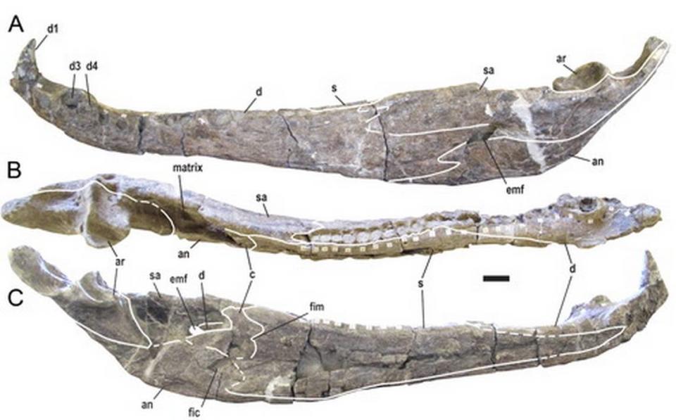 The jawbone of Deinosuchus riograndensis.