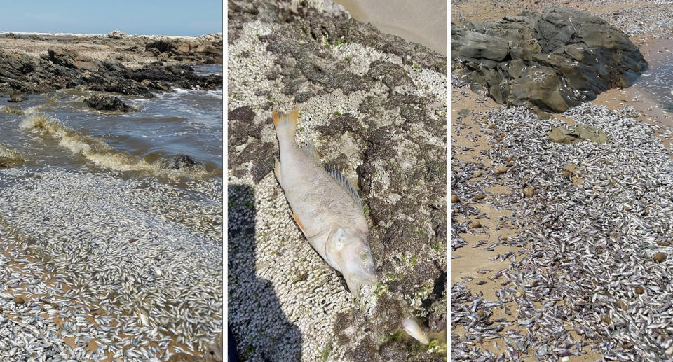 Shocking images show dead and dying fish on Middleton Beach, 80 kilometres south of Adelaide. Source: John Cork-Gorringe