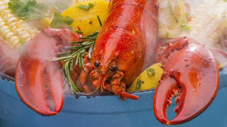 lobster and corn in pot