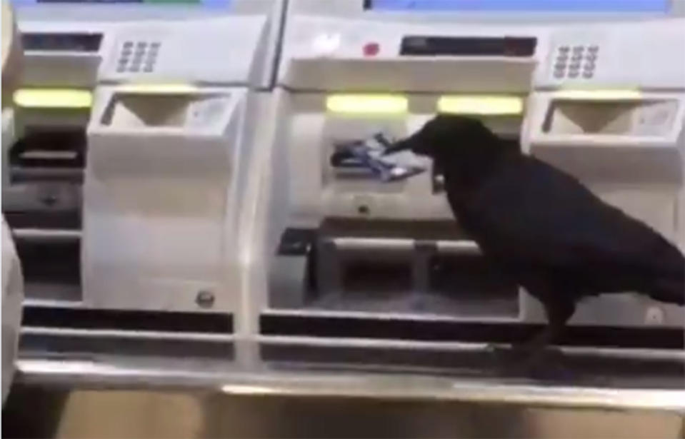 <span>The crow momentarily appears to try to and insert the credit card into the machine.</span> Source: Kinoshita Shoji / Twitter