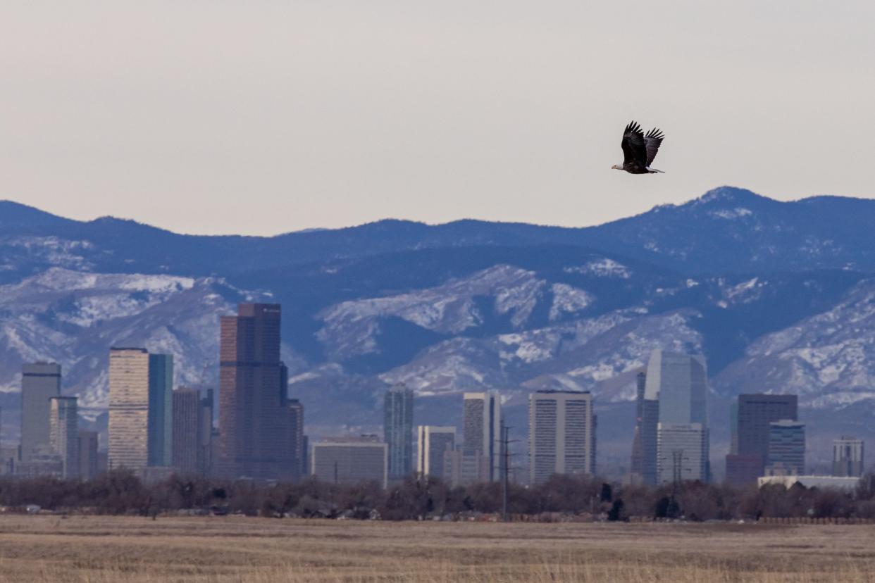 A bald eagle soars over the plains in front of the Denver skyline and front range mountains.