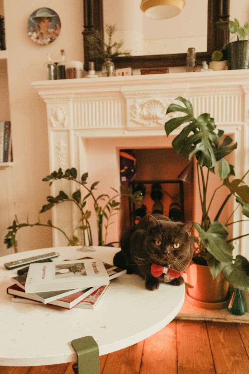 A cat on a stone coffee table.