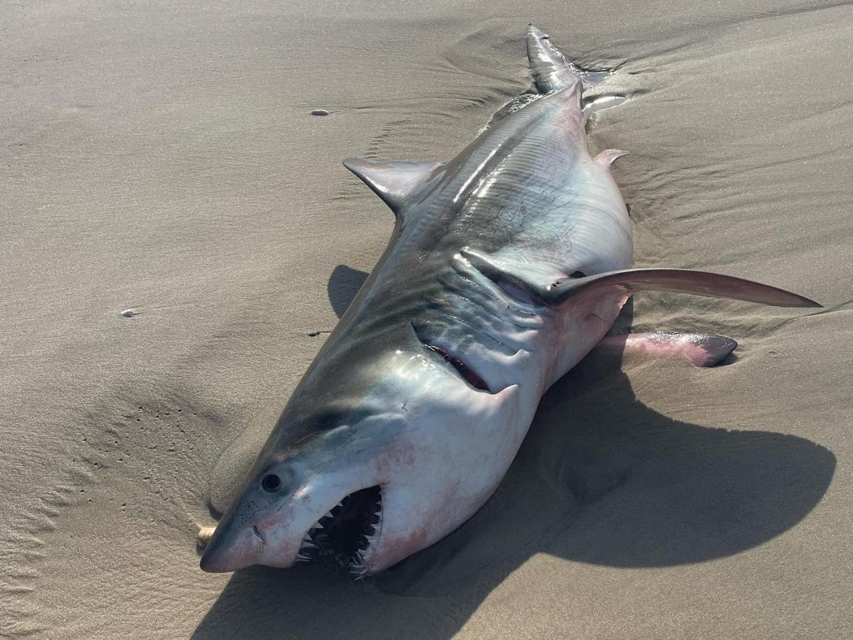 Dead great white shark washes ashore on Long Island beach.