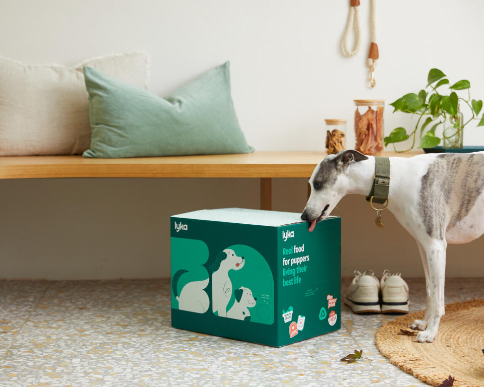 A dog licking a box of Lyka pet food