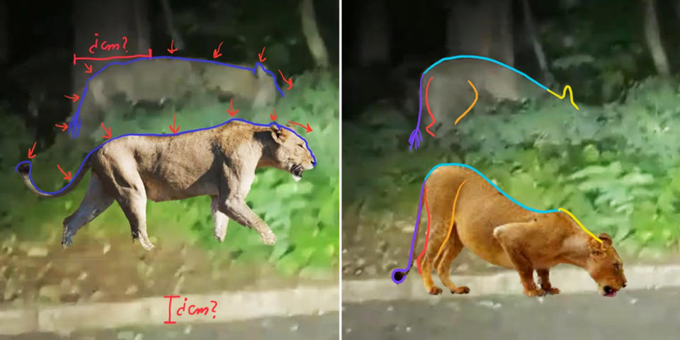 Images were analyzed by two independent experts, who concluded that the animal was by no means a lion, officials said Friday.  (José Maria Gagàn / CyberTracker)