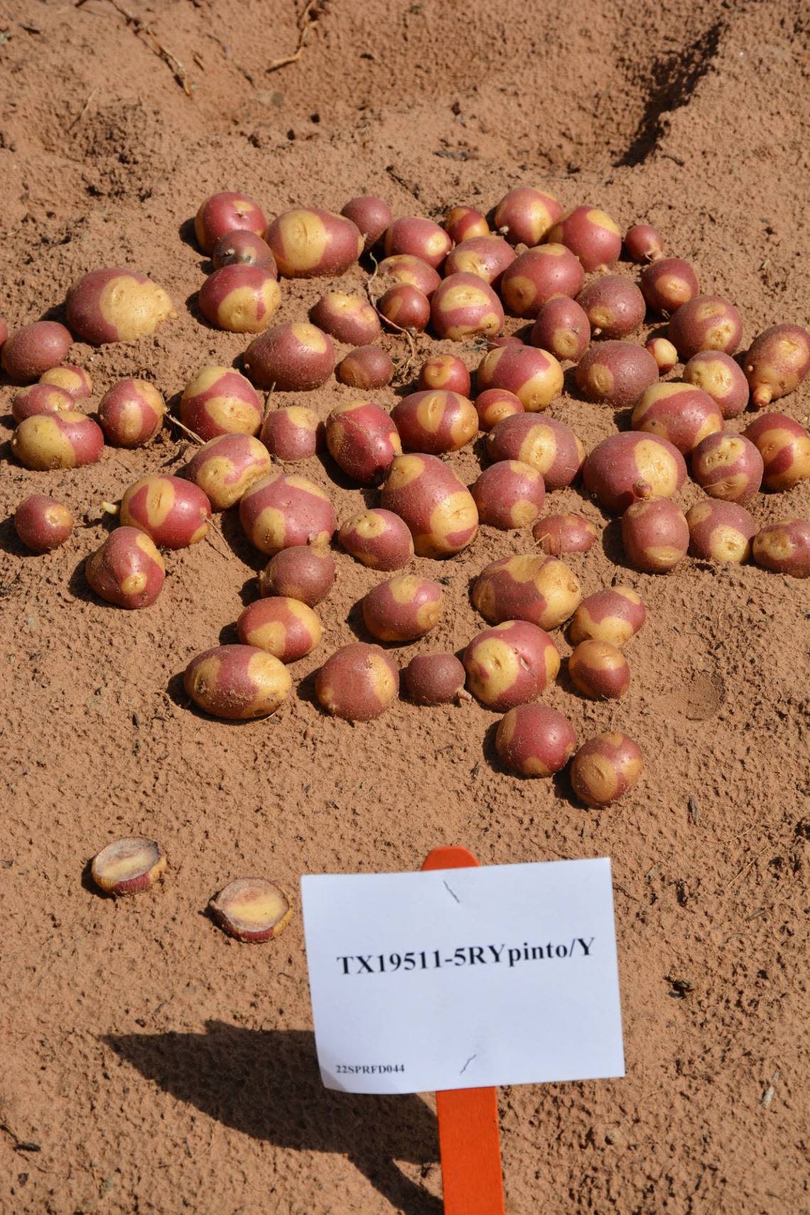 Unique specialty potatoes like this dual-color skin round potato are a part of the Texas A&M AgriLife potato breeding program.