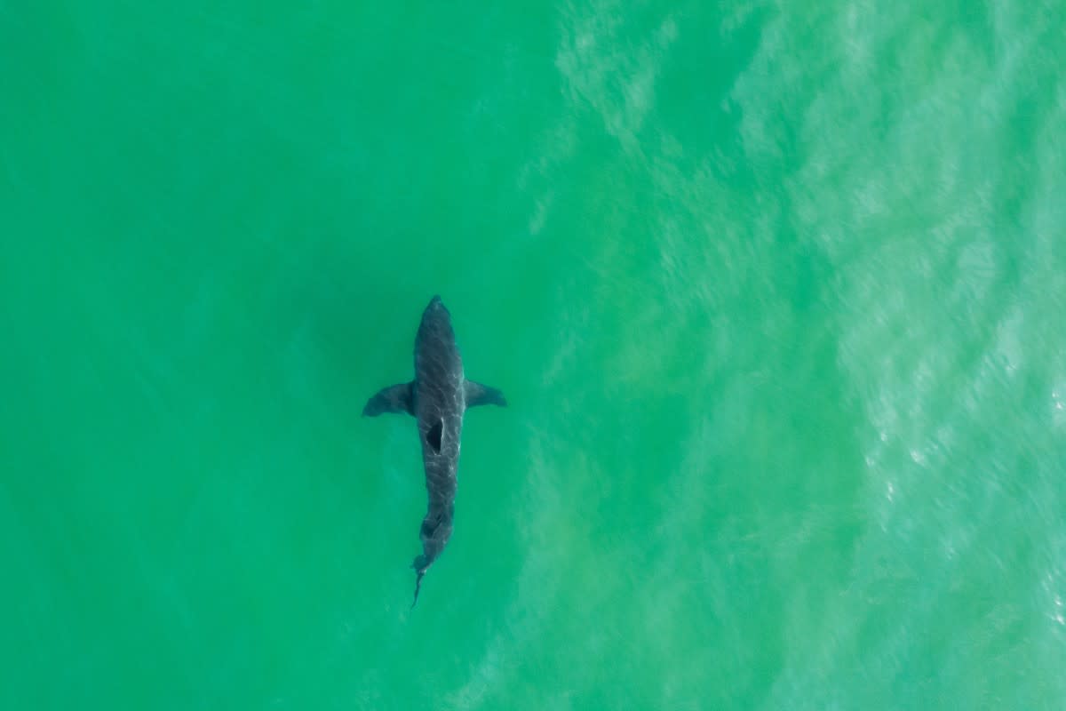 A great white shark swimming in shallow water<p>Mark F Lotterhand via Shutterstock</p>