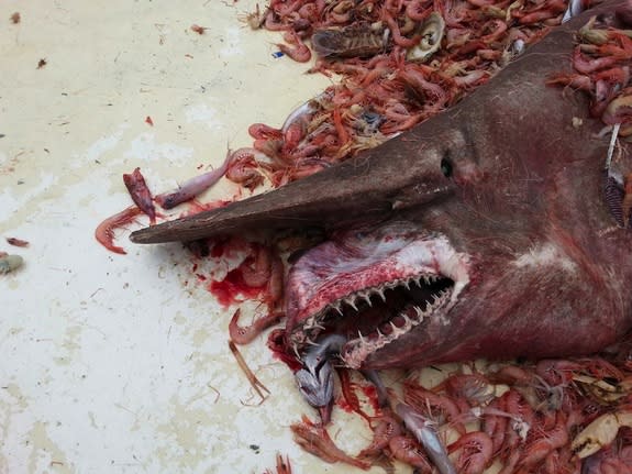 Fisherman Carl Moore accidentally captured and released this goblin shark on April 19.