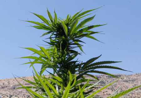 FILE PHOTO: Green shoots of cannabis are seen in a field overlooking a lake in Yammouneh in West of Baalbek, Lebanon August 13, 2018. Picture taken August 13, 2018. REUTERS/Mohamed Azakir/File Photo