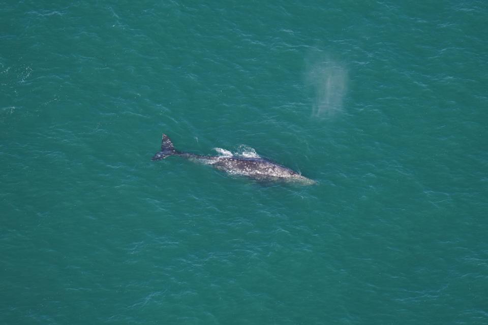 A gray whale was spotted off the Nantucket coast last week. The species is thought to have been extinct from the Atlantic Ocean for over 200 years.