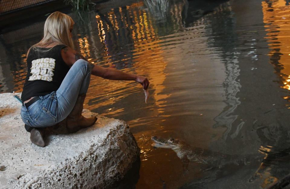 Alligator specialist Shannon Saurage sits on a large rock jutting out into “Gator Bayou” located in the hotel atrium at the Paragon Casino Resort as an enthralled crowd gathered around to watch her feed alligators with a feeding stick, and at times, just using her hand.