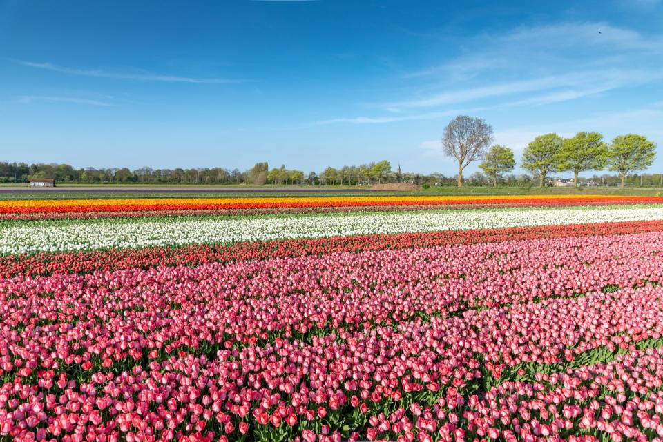 <p>The colours found in The Netherlands really are simply beautiful. From the fields of blossoming <a href="https://www.housebeautiful.com/uk/garden/seasons/a305/plant-spring-bulbs/" rel="nofollow noopener" target="_blank" data-ylk="slk:tulips in spring;elm:context_link;itc:0;sec:content-canvas" class="link ">tulips in spring</a>, to the vibrant greens and blues that are painted on town houses, this charming European country has something for everyone.</p>