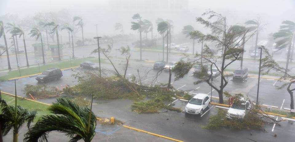 Trees are toppled in a parking lot at Roberto Clemente Coliseum in San Juan, Puerto Rico, on September 20, 2017, during the passage of the Hurricane Maria.&nbsp; (Photo: HECTOR RETAMAL via Getty Images)