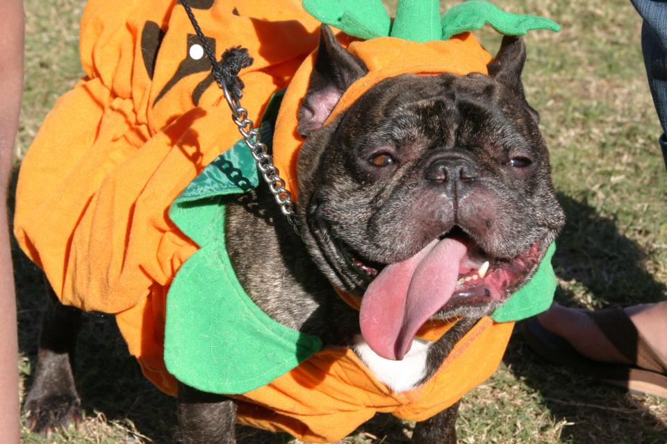 Got pup that's dressed to impress in their Halloween best? Don't miss out on the HOWL-O-Ween Yappy Hour and Dog Costume Contest Monday, Oct. 30 at THRoW Social Delray.