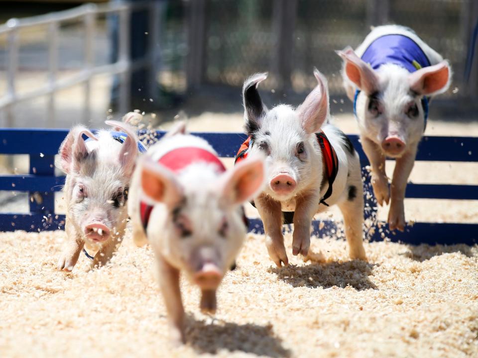 All-Alaskan racing pigs race around a small track at the Marion County Fair on Thursday, July 6, 2023 in Salem, Ore. 