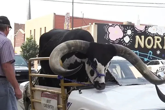 Nebraska police pull over driver with bull in passenger seat