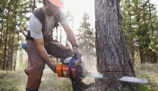 USA, Montana, Lakeside, lumberjack felling tree