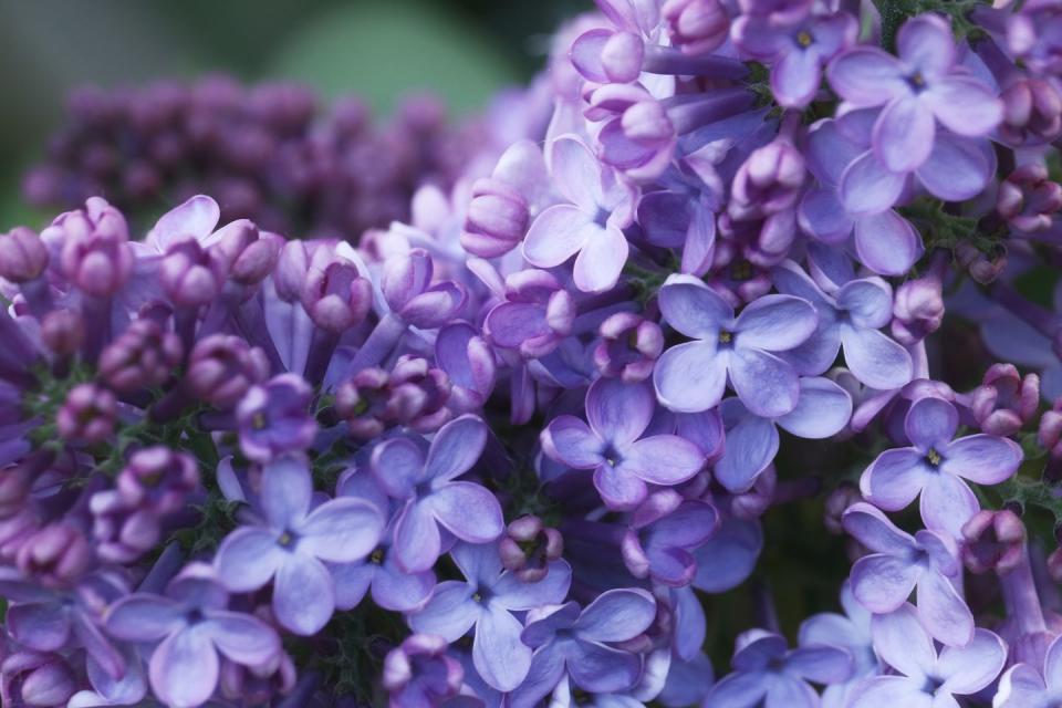 lilac in france, seine et marne garden