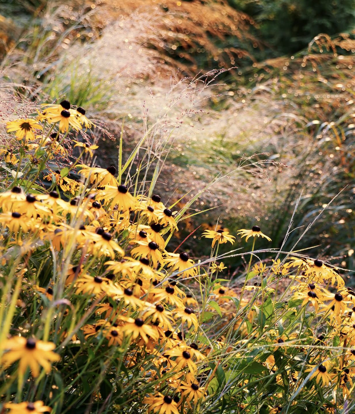 a closeup of some flowers